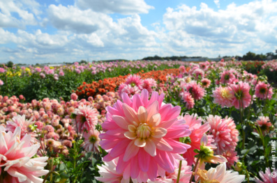 La Féérie des dahlias, une œuvre végétale extraordinaire au cœur du parc TERRA BOTANICA en Anjou