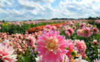 La Féérie des dahlias, une œuvre végétale extraordinaire au cœur du parc TERRA BOTANICA en Anjou