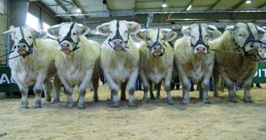 Le 21ème salon Charolais de l’Arc Atlantique se tiendra les 25 et 26 novembre au parc des expositions des Oudairies