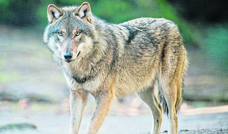 Faune sauvage: un loup identifié en Vendée du côté de Jard-sur-Mer Faune sauvage: un loup identifié en Vendée du côté de Jard-sur-Mer