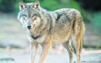 Faune sauvage: un loup identifié en Vendée du côté de Jard-sur-Mer