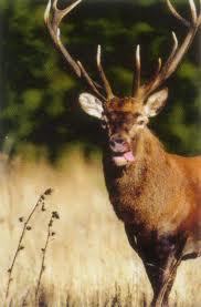 Ouverture Officielle de la chasse en Vendée le dimanche 18 septembre Ouverture Officielle de la chasse en Vendée le dimanche 18 septembre
