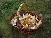 Salon du champignon le samedi 22 au lundi 24 octobre à la Roche-sur-Yon Salon du champignon le samedi 22 au lundi 24 octobre à la Roche-sur-Yon