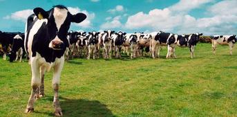 Première réunion inter-cantonale laitière aux Herbiers lundi 16 janvier 