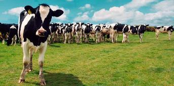 Première réunion inter-cantonale laitière aux Herbiers lundi 16 janvier Première réunion inter-cantonale laitière aux Herbiers lundi 16 janvier