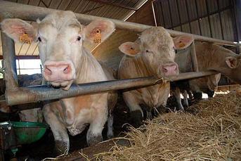 Journée de la viande bovine à Saint-Martin des Noyers le vendredi 3 février