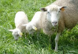 Formation spécifiquement dédiée aux éleveurs ovins le mardi 10 avril 2012