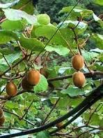 Venez vous-même cueillir vos kiwis à La Boissière des Landes