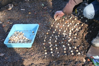 Plantation des bulbes en automne, le printemps se prépare déjà aux jardins de La Mérinière !