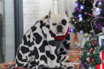 L 'amicale laïque célèbre Noël les 8 et 9 décembre L 'amicale laïque célèbre Noël les 8 et 9 décembre