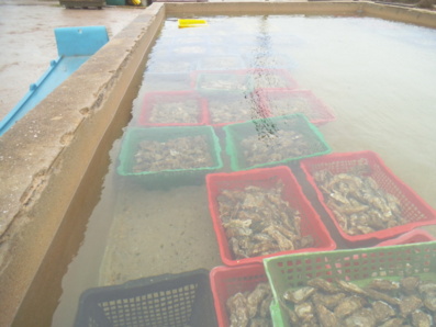 La coquille d'huître, ça se recycle du côté de la communauté de communes du Pays des Herbiers La coquille d'huître, ça se recycle du côté de la communauté de communes du Pays des Herbiers