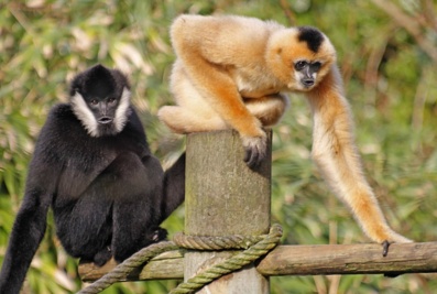 Couple Gibbons à favoris blanc