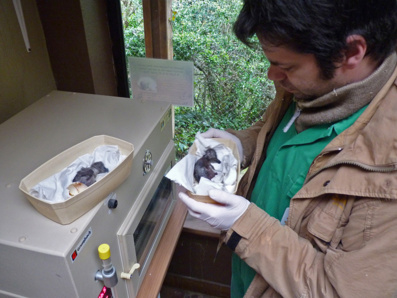 Jeunes manchots sortant d'un incubateur Jeunes manchots sortant d'un incubateur