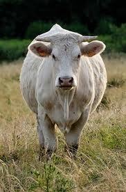 Prime au maintien du troupeau de vaches allaitantes Prime au maintien du troupeau de vaches allaitantes