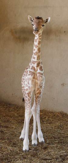 Naissance d'un girafon au Zoo des Sables