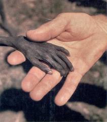 Conférence de l'Université Permanente sur "La malnutrition et la faim dans le monde : un scandale ? " Conférence de l'Université Permanente sur "La malnutrition et la faim dans le monde : un scandale ? "