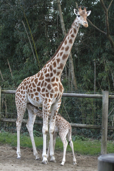 Ouverture exceptionnelle du zoo des Sables le week-end de Pâques (30 et 31 mars et 01 avril) 