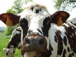 PAC : aides 2013 pour bovins, lait et viande