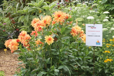 La Roseraie de la Mérinière ouvre ses portes les 1er et 2 juin prochains La Roseraie de la Mérinière ouvre ses portes les 1er et 2 juin prochains