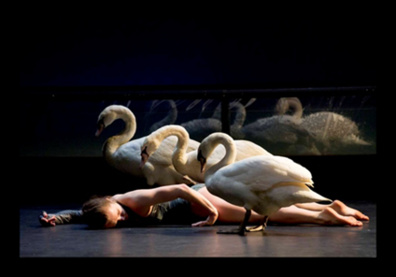 La compagnie Luc Petton présente SWAN La compagnie Luc Petton présente SWAN