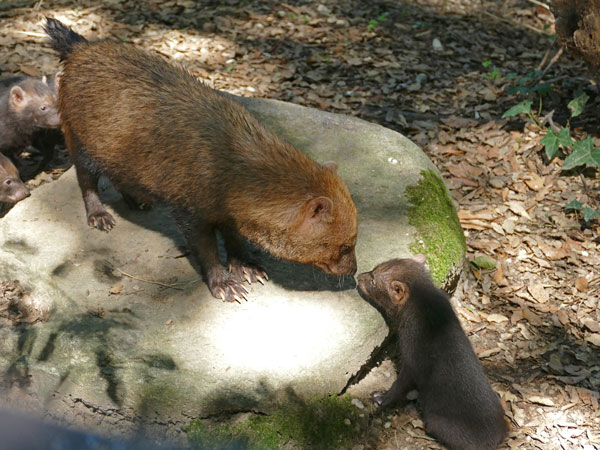 Cinq petits chiens des buissons sont nés au zoo des Sables