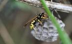 Des agriculteurs vendéens s'investissent dans la préservation de la biodiversité