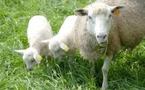 Formation spécifiquement dédiée aux éleveurs ovins le mardi 10 avril 2012