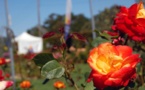 Journées "Taille des rosiers" les vendredi 22 et samedi 23 février 2013