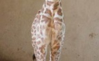 Naissance d'un girafon au Zoo des Sables