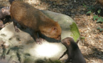 Cinq petits chiens des buissons sont nés au zoo des Sables