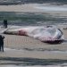 Une baleine sur la plage des Sables le 25 janvier 2013 