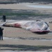 Une baleine sur la plage des Sables le 25 janvier 2013  Une baleine sur la plage des Sables le 25 janvier 2013