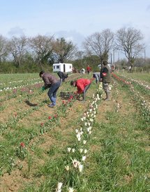 50000 tulipes en provenance de hollande ont été planté en début d'année sur un terrain situé à 200 mètres du rond point de la Michelière sur la RN5 en direction de Bourgenay 50000 tulipes en provenance de hollande ont été planté en début d'année sur un terrain situé à 200 mètres du rond point de la Michelière sur la RN5 en direction de Bourgenay