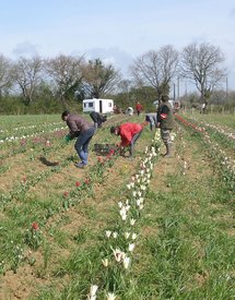 50000 tulipes en provenance de hollande ont été planté en début d'année sur un terrain situé à 200 mètres du rond point de la Michelière sur la RN5 en direction de Bourgenay    