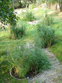 Grosbreuil : conférence débat sur la phytoépuration le lundi 15 septembre Grosbreuil : conférence débat sur la phytoépuration le lundi 15 septembre