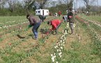 Talmont Saint-Hilaire: des Cyclamens  pour aider les personnes atteintes de la maladie d’Alzheimer