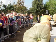 La Mothe Achard: concours national du plus gros potiron et fête de la citrouille le dimanche 5 octobre La Mothe Achard: concours national du plus gros potiron et fête de la citrouille le dimanche 5 octobre
