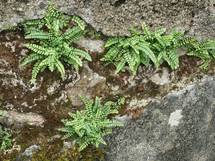 La Roche-sur-Yon: sortie naturaliste demain dimanche 5 octobre La Roche-sur-Yon: sortie naturaliste demain dimanche 5 octobre