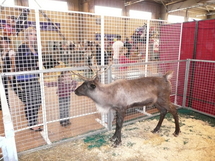 La Roche- sur-Yon : du monde à la première journée du salon du Chiot aux Oudairies La Roche- sur-Yon : du monde à la première journée du salon du Chiot aux Oudairies
