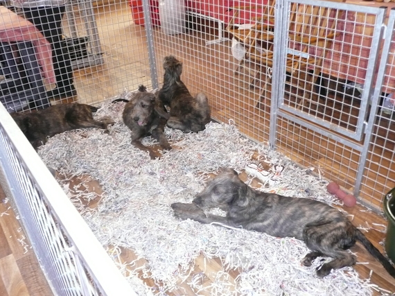 La Roche- sur-Yon : du monde à la première journée du salon du Chiot aux Oudairies La Roche- sur-Yon : du monde à la première journée du salon du Chiot aux Oudairies