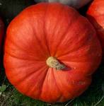 La recette de cuisine de tonton GAC : la soupe de potiron à la vendéenne  La recette de cuisine de tonton GAC : la soupe de potiron à la vendéenne