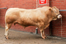 18e salon charolais de l’Arc Atlantique les 21 et 22 novembre à La Roche-sur-Yon