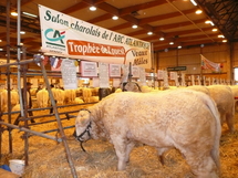 Salon charolais de l’Arc Atlantique :  fin ce samedi à La Roche-sur-Yon