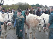 Salon charolais de l’Arc Atlantique :  fin ce samedi à La Roche-sur-Yon