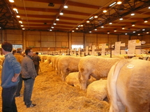 Salon du charolais de l’Arc Atlantique :  le palmarès de l’édition 2 008 de La Roche-sur-Yon