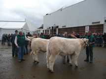 Salon du charolais de l’Arc Atlantique :  le palmarès de l’édition 2 008 de La Roche-sur-Yon