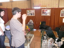 Exposition canine samedi et dimanche à La Roche-sur-Yon aux Oudairies.