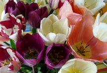 50 000 tulipes pour la lutte contre le cancer