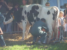La 25 ème édition de la fête de la vache se prépare à Grosbreuil La 25 ème édition de la fête de la vache se prépare à Grosbreuil
