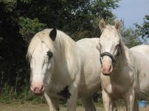 Le Haras de la Vendée, écrin des «Chevaux du Monde»